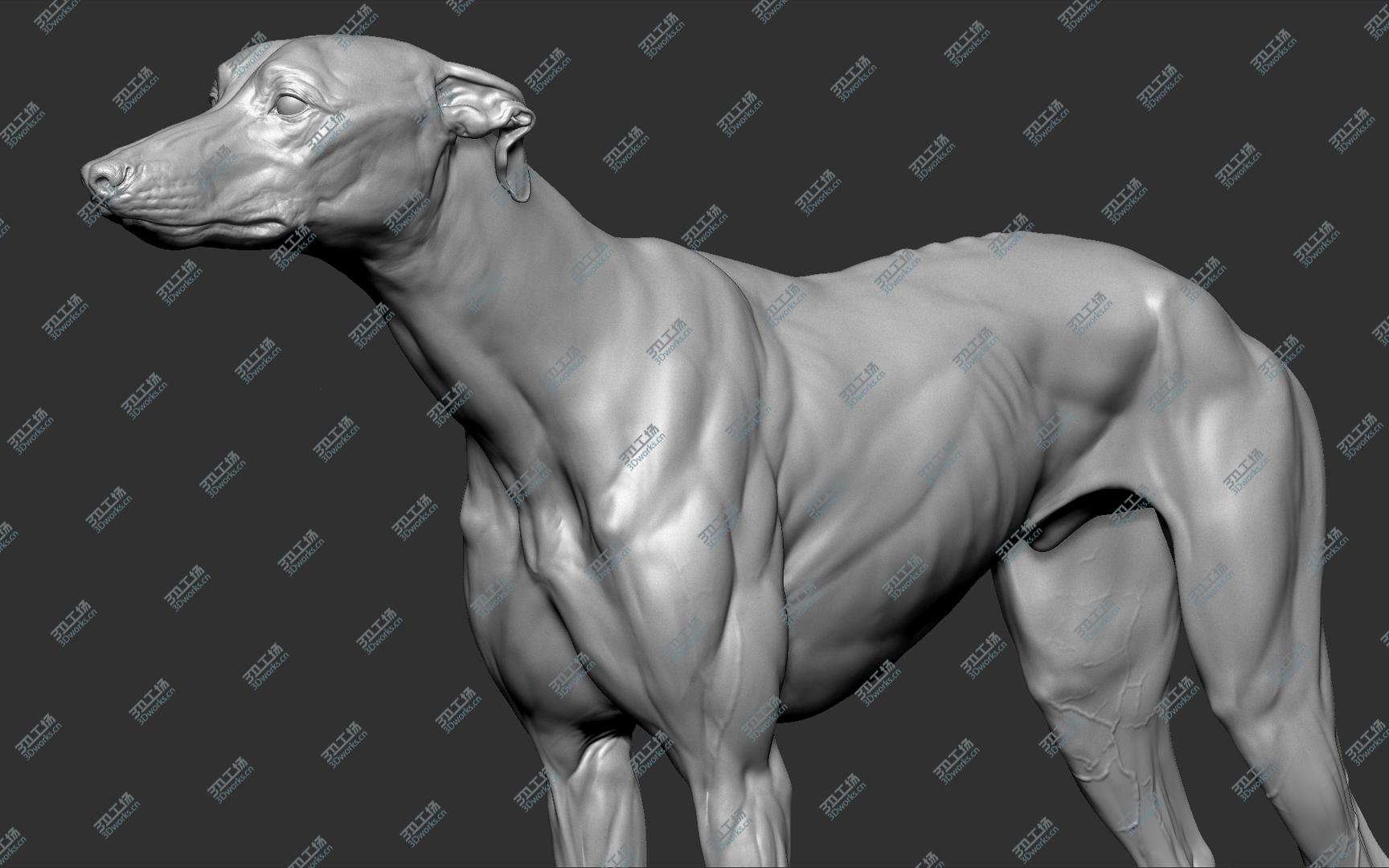 images/goods_img/20210313/3D Greyhound Dog VFX Zbrush Sculpt model/4.jpg